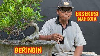 Eksekusi Mahkota Untuk Membuat Mahkota Yang Baru Bonsai Beringin Kimeng