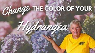 How to Change the Color of a Hydrangea Flower