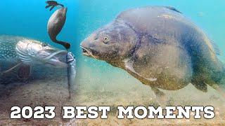 Best Underwater Fishing Compilation 2023 4K Quality