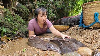 Ly Tieu An traps fish after the rainy season - Harvests a lot of natural fish in the trap