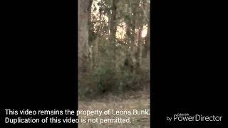 A Yowie captured on film in South East Queensland.