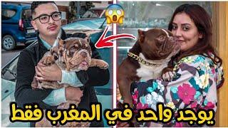 يوم كامل مع اغلى و أنذر كلاب الاميريكان بولي في المغرب   american bully