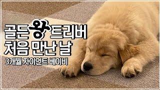 왕 크니까 왕 귀여운 3개월 골든리트리버 새끼 강아지 입양 첫 날 전문견사 입양 VLOG