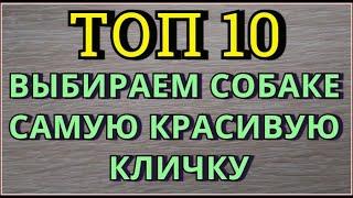 Клички для собак Имена для собак щенков  Как назвать собаку Как назвать щенка ВИДЕО ПРО СОБАК