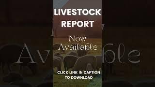 Livestock Report  26 Aug 2024