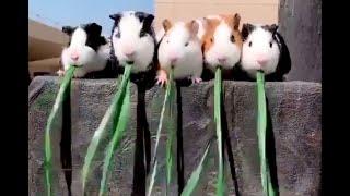 Cute Baby Animals Videos Compilation - Cute moment of the animals - Cutest Animals