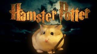 Hamster Potter   Harry Potter with Hamsters