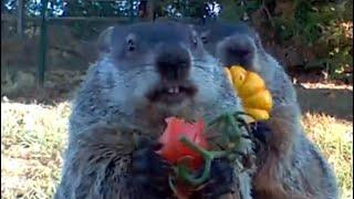 The Story of Chunk the Groundhog. Narrated by Gardener Jeff.