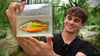 Into the Australian Rainforest - Collecting Wild Fish for Aquariums