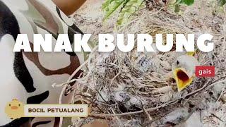 Ngebolang dikebon kopi tiba-tiba nemu bayi burung