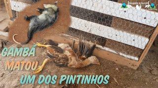 PERDERMOS MAIS 2 PINTINHOS  Gambá invade o galinheiro e mata 2 pintinhos e MorreCriação de Galinha