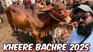 Cow Mandi Lahore  kheere bachre 2025  sahiwal cholisthani bachre shahpur kanjra mandi Lahore