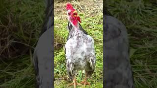 SKY my cute little Serama rooster crowing #zwerghühner #seramachicken #rooster #backyardchickens