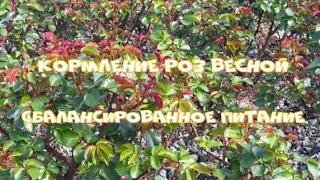 Кормление роз весной. Сбалансированное питание. Питомник растений Е. Иващенко