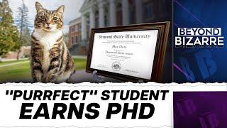 US Cat Gets Doctorate From Vermont University  Beyond Bizarre