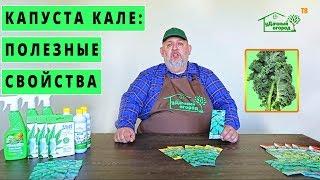 Листовая капуста кале кейл. Обзор сорта Кадет.