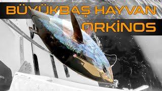 Büyük Baş Hayvan Gibi Orkinos Avı  Seferihisar da  Orkinos Avı