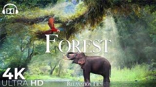 Forest 4K  Rainforest Relaxation Film - Peaceful Relaxing Music - Nature 4k Video UltraHD