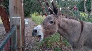 Jenny the donkey sings us the song of her people very loud