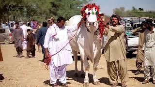 MELA WINNER SIBBI BHAGNARI 4 DANT  FIRST POSITION 