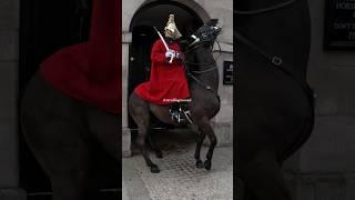 WITNESS THE REACTION OF A SPOOKED HORSE l Horse Guards Royal Guard Kings Guard Horse London