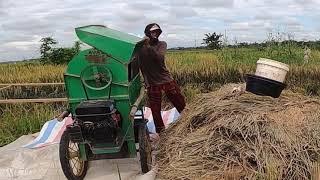 Panen padi di desa rantau karau hulu kec sungai pandan kab hulu sungai utara kalimantan selatan