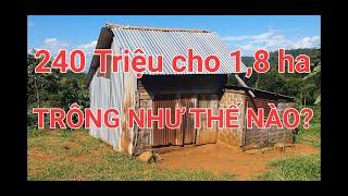 BÁN ĐẤT ĐĂK NÔNG 201 CHỈ 240 TRIỆU CHO 18 HA CHO KHÁCH TÀI CHÍNH THẤP  SẼ TRÔNG NHƯ THẾ NÀO?