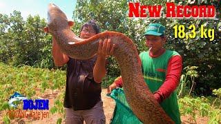 GIANT FRESHWATER EEL WEIGHING 18 KG - Best Fishing Trap #BOJEN