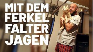 Mit dem Ferkel jagen - Ataxie-Kater Purzel bekommt Hilfe beim Falter fangen