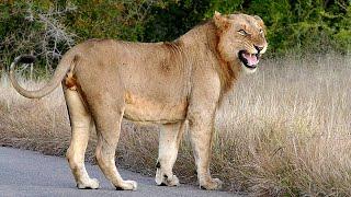 Lions Find CATNIP in Kruger Park