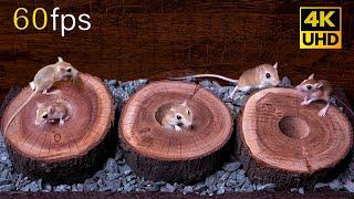 Cat TV Mouse Hide and Seek Through Wood Holes  Ultimate Entertainment for cats to watch 4k