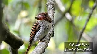 Banded Kingfisher - Cekakak Batu membawa makanan untuk anakan dengan backsound suara di alam liar