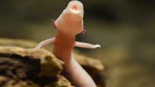 Baby Dragons in Postojna Cave