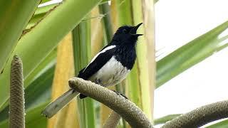 Oriental Magpie Robin Song  Bird Call  Singing Bird  Bird Song