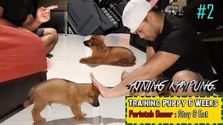 Cara melataih anjing kampung  dengan perintah dasar  Tips melatih anjing dan memelihara anjing