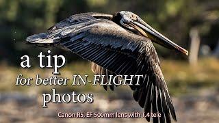  A tip for tracking and better bird-in-flight bird photos. 