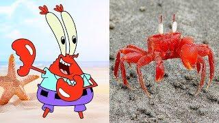 SpongeBob SquarePants Characters In Real Life  All Characters 2017