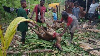 Proses Pemotongan Rusa  Hasil Buruan Masyarakat Pedalaman Papua