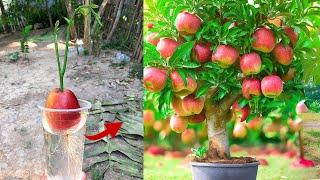 How do you grow an apple fruit tree? What is the easiest apple tree to grow? Apples fruit tree