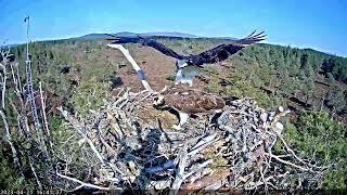 21 April  NN2 back no fish tried to mate Asha  ©RSPB LochGarten & WildlifeWindows