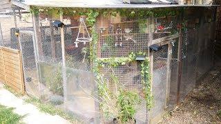 New Tour All our Aviaries inc new Mixed Aviary
