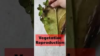 Reproduction In Plants Class 7 #shorts #vegetativepropagation #asexual_reproduction