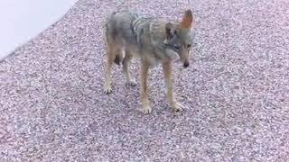 Coyote plays with dog