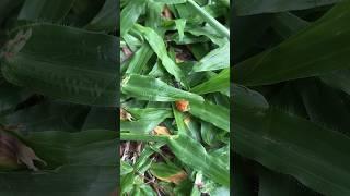 BIG ANT Collecting Food #asmr #asmreating #ants #shorts