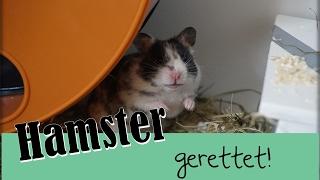 Hamster gerettet  Goldhamsterdame Rosi zieht ein