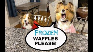 FROZEN Waffles Please A Biscuit Talky Compilation on Cricket the Sheltie Chronicles e083