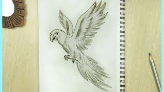 Parrot Drawing  How to Draw a Parrot  Flying Bird Sketch- Parrot Drawing Easy