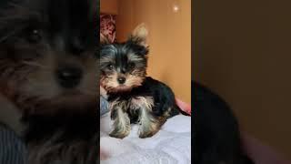 #yorkshireterrier #щенок #супервидео от #Криска_Ириска 