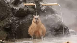 Pleasant relaxing music with capybaras