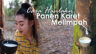 Cara Hasilkan Panen Karet Melimpah  Kerja Di Desa  Kebun Karet Kualitas Eksport